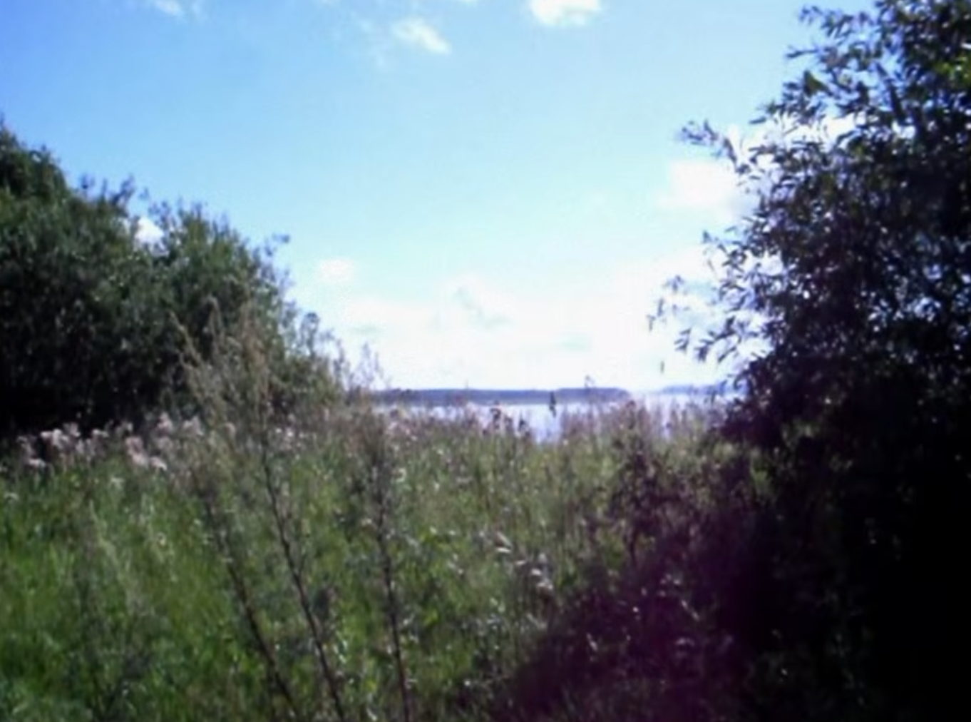 nature with bloom