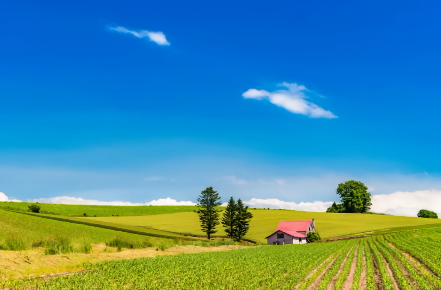sunny farm