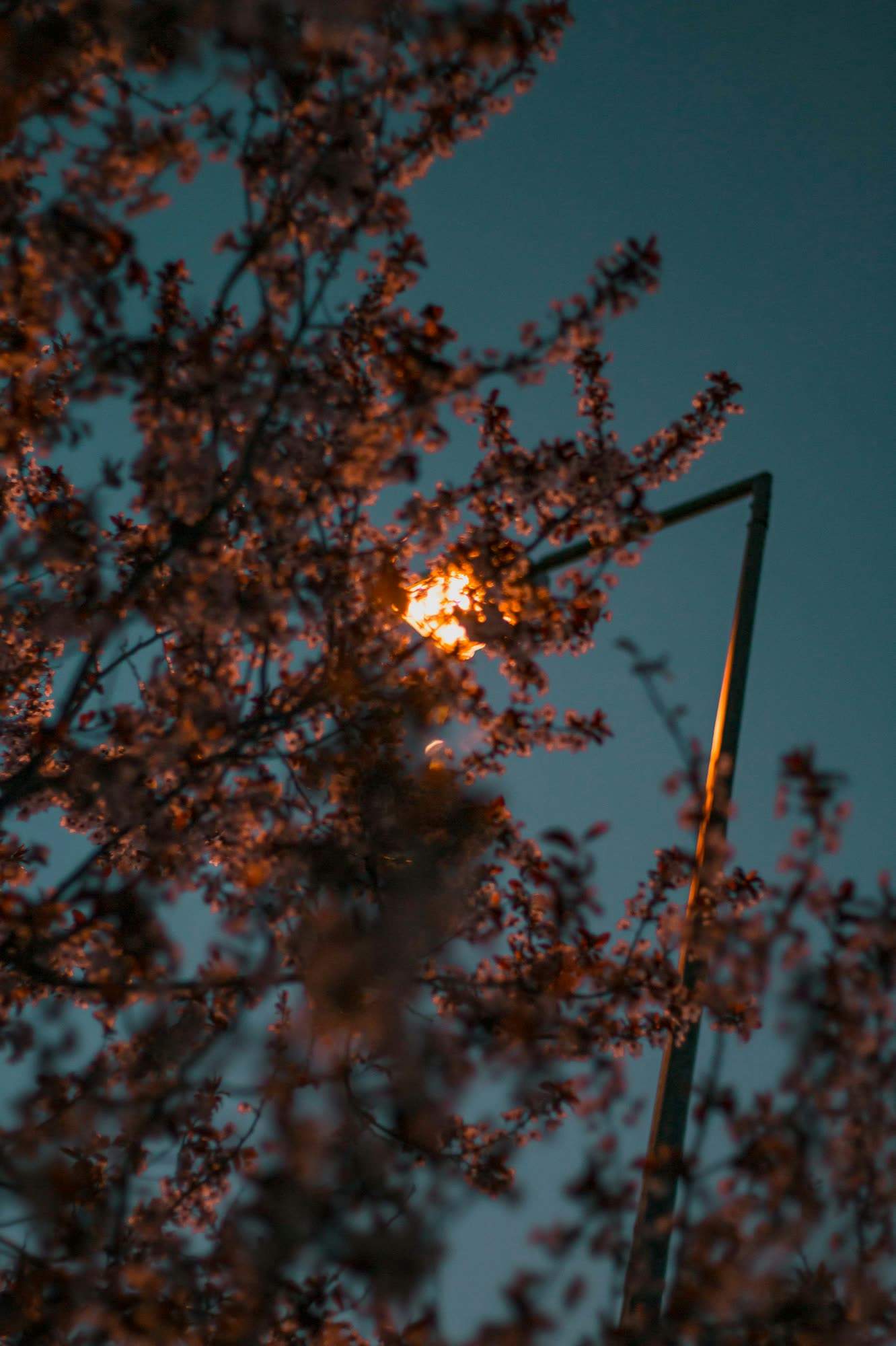 lamp